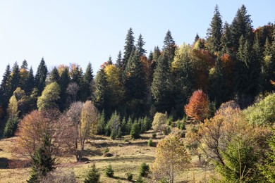 Photo of Beautiful view of mixed forest on sunny autumn day