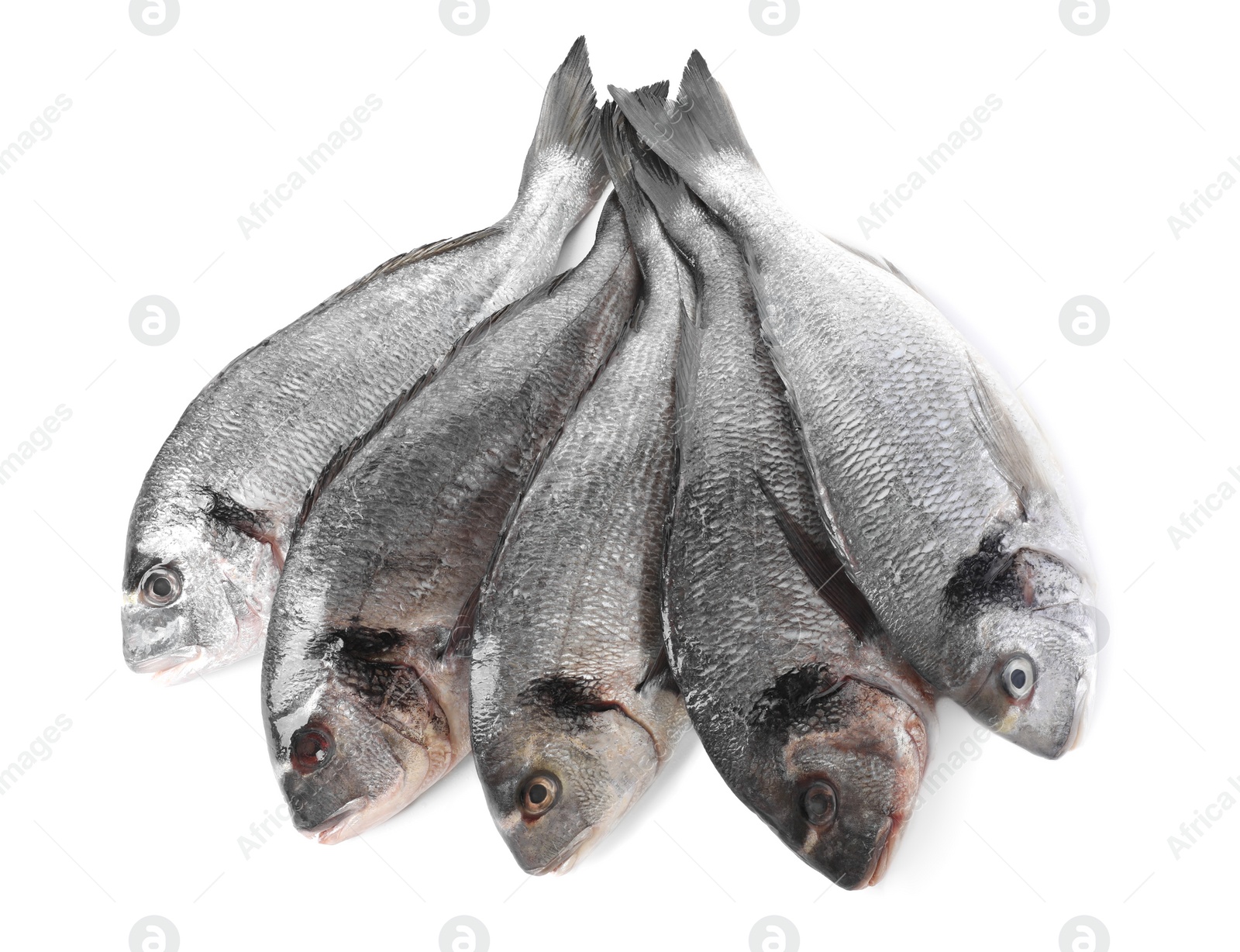 Photo of Fresh raw dorado fish isolated on white, top view