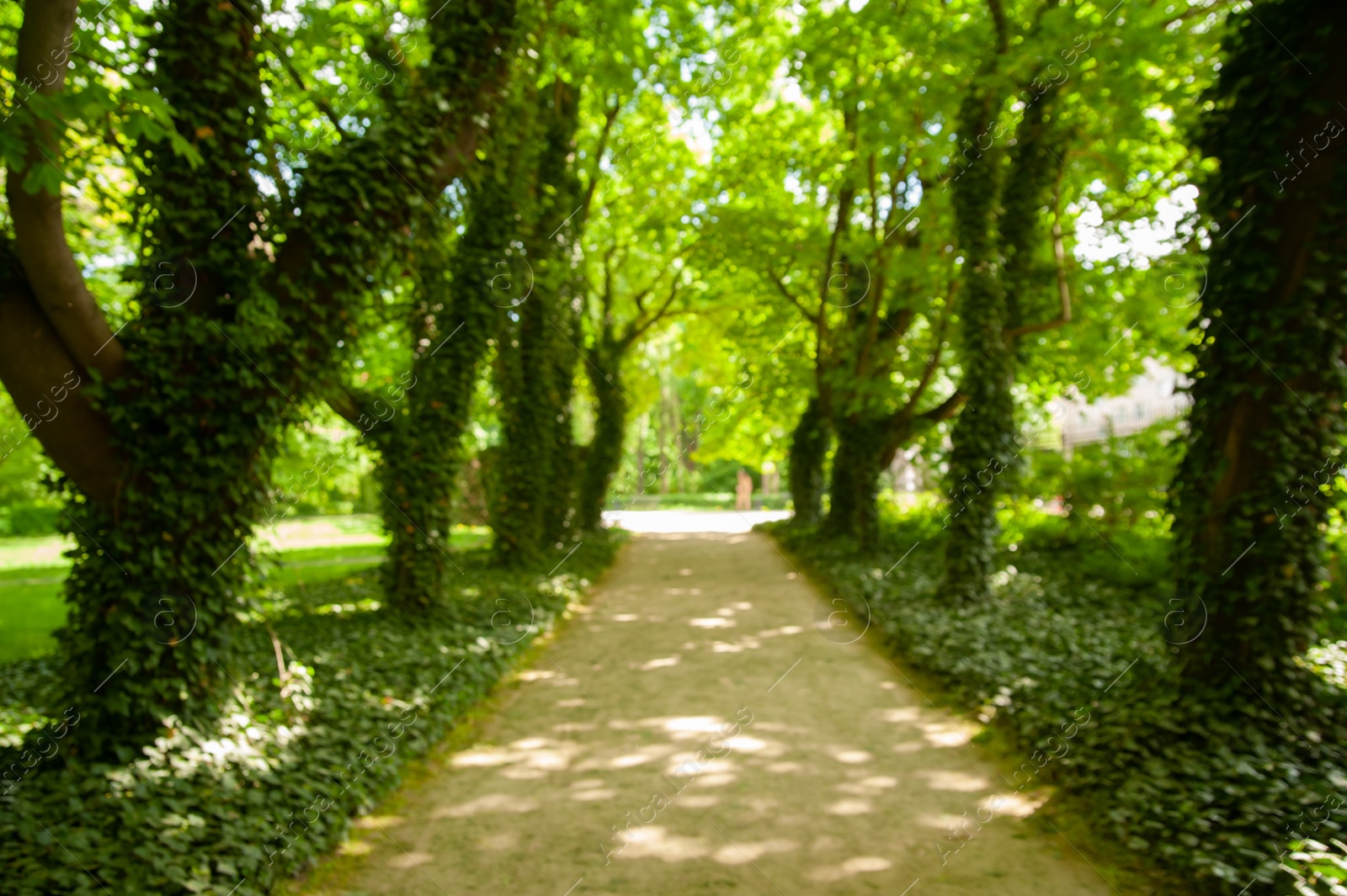 Photo of Blurred view of pathway in park on sunny day