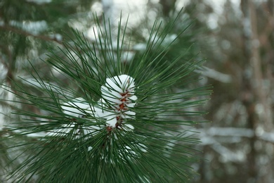 Photo of Pine branch covered with snow outdoors on winter day, closeup