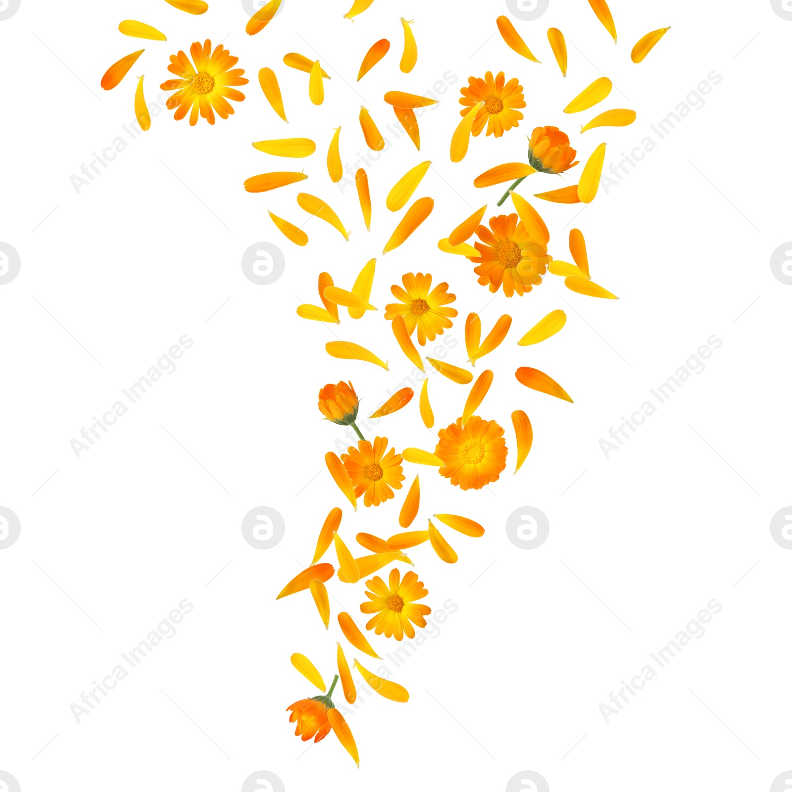 Image of Beautiful calendula flowers and petals falling on white background