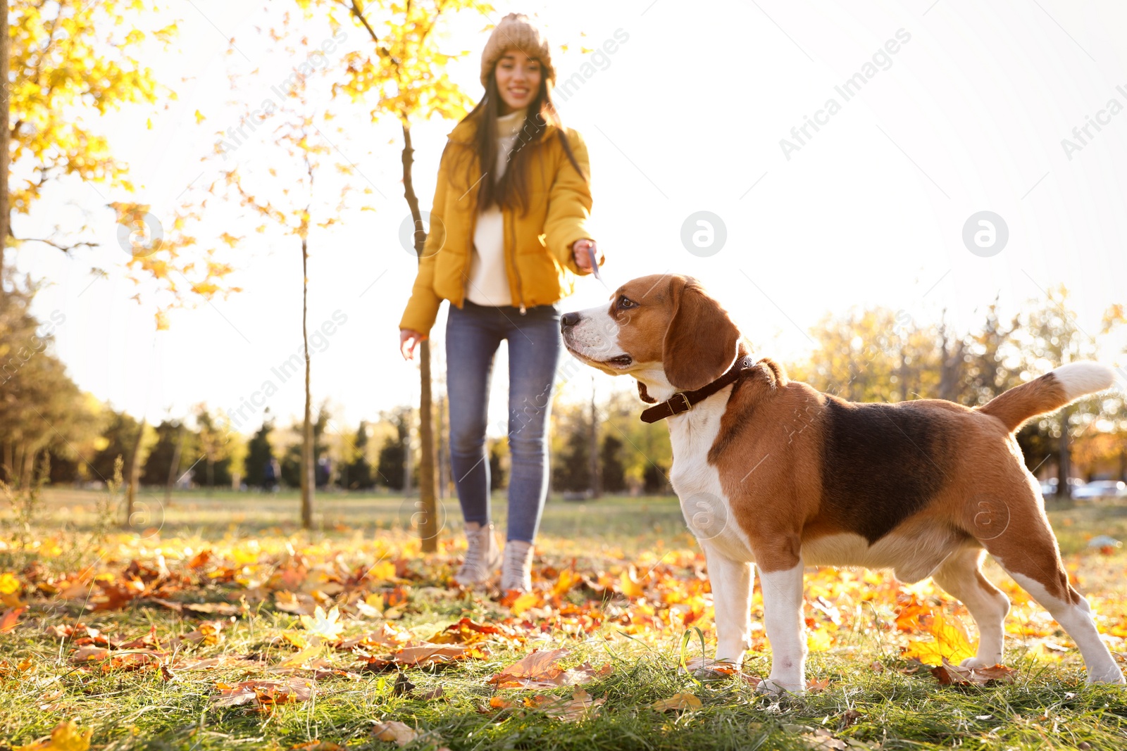 Photo of Woman walking her cute Beagle dog in autumn park