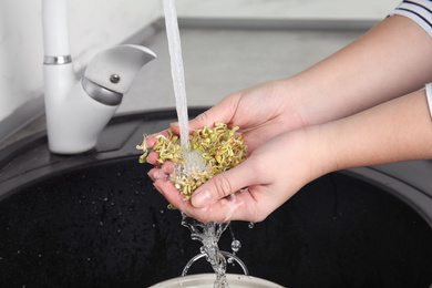 Photo of Woman washing sprouted green buckwheat over sink, closeup