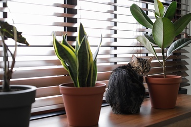 Photo of Adorable cat and houseplants on window sill at home