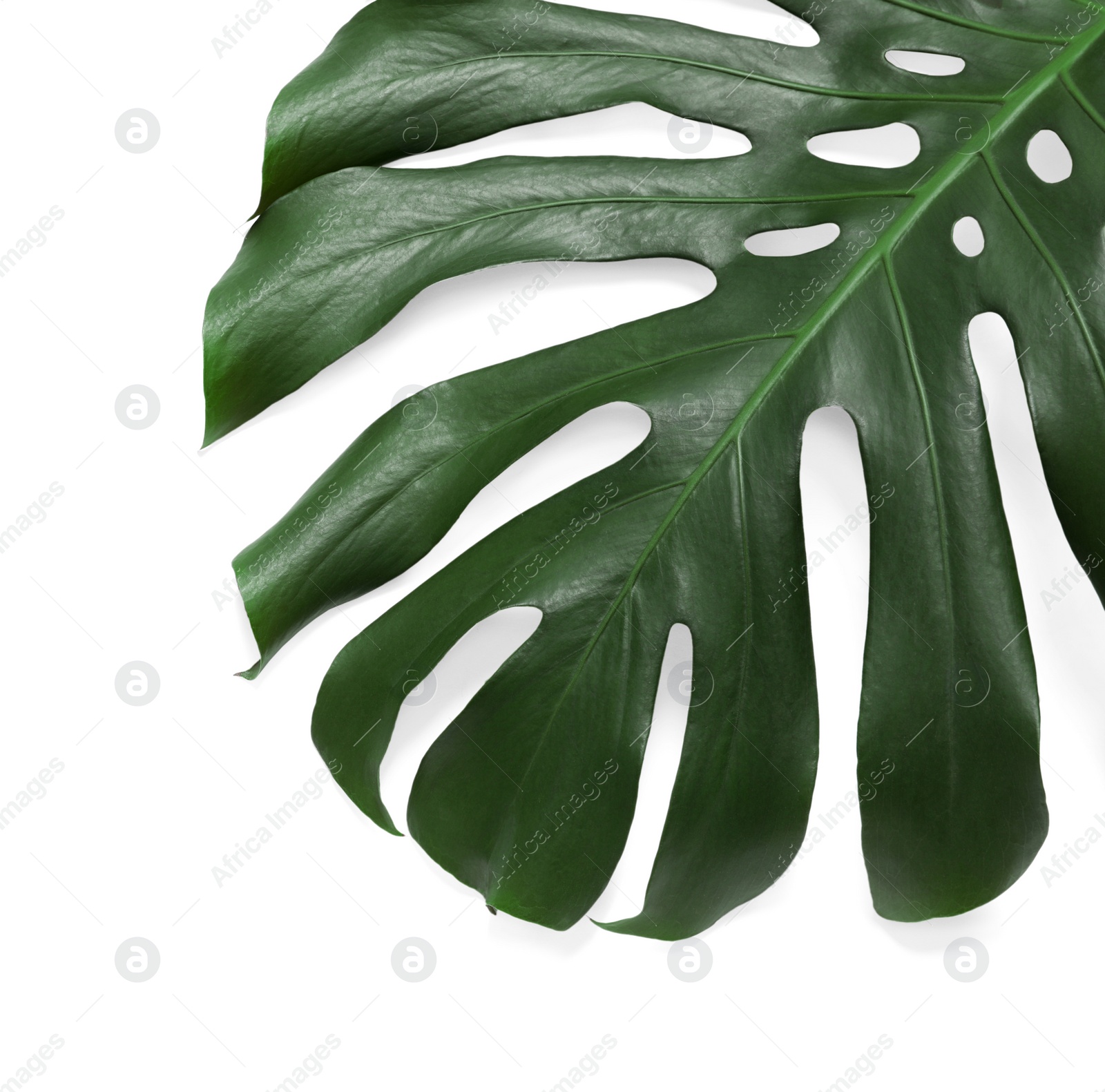 Photo of Green fresh monstera leaf on white background, top view. Tropical plant