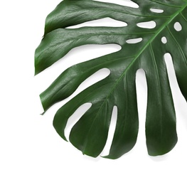 Photo of Green fresh monstera leaf on white background, top view. Tropical plant