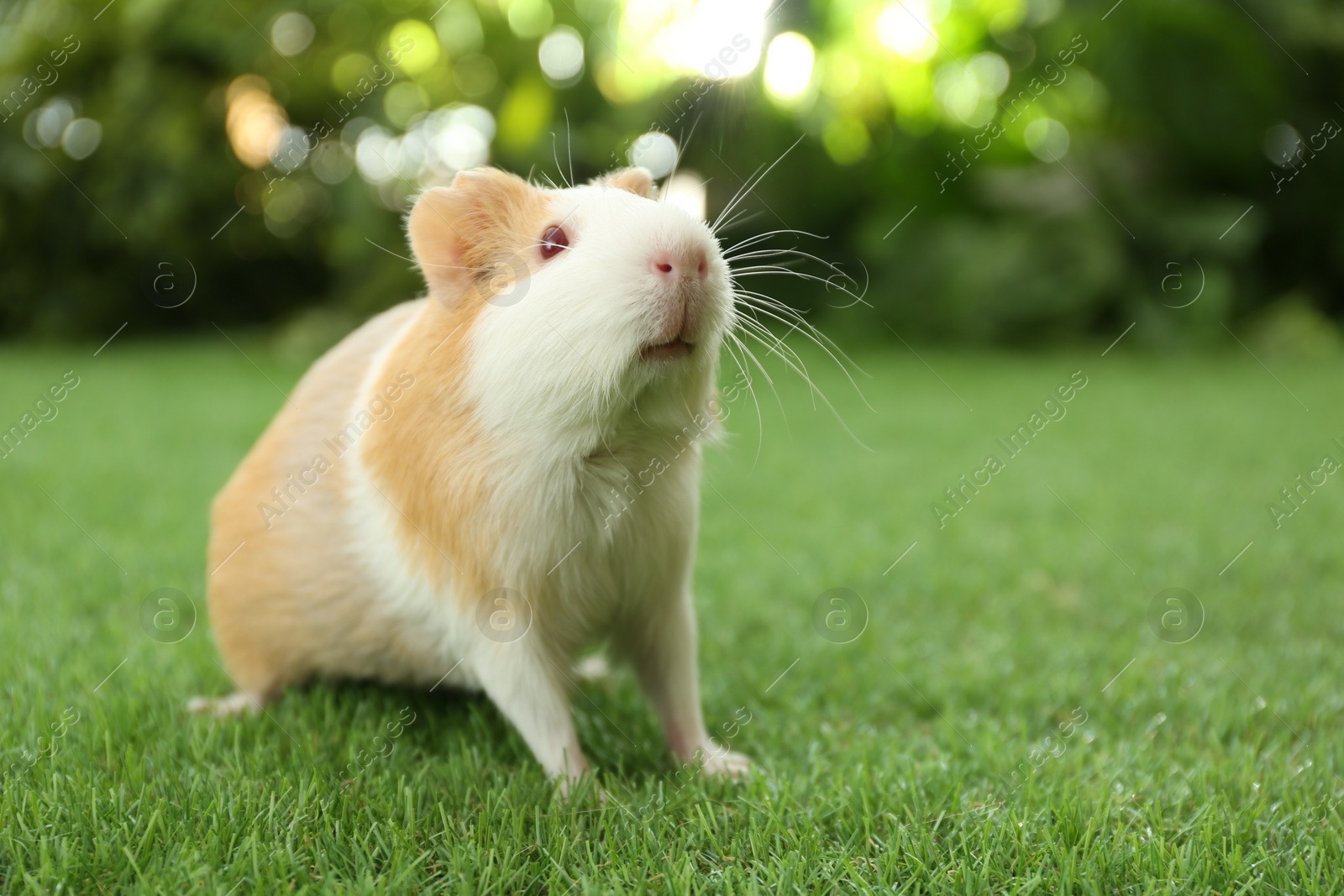 Photo of Cute guinea pig on green grass in park