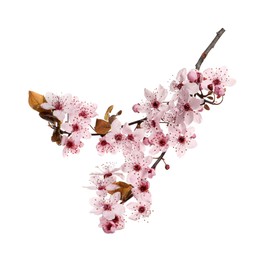 Photo of Cherry tree branch with beautiful pink blossoms isolated on white