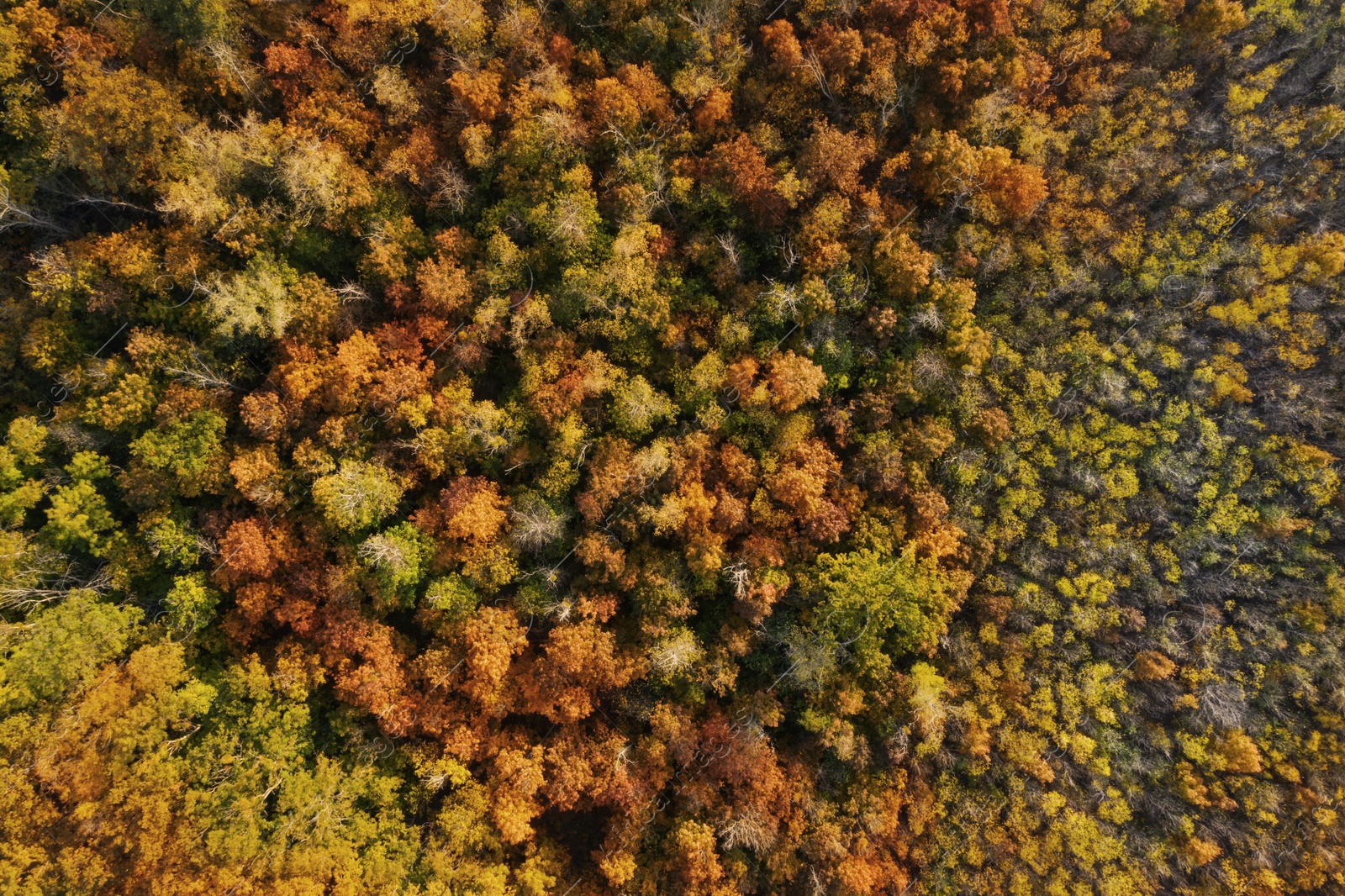 Image of Beautiful aerial view of forest in autumn