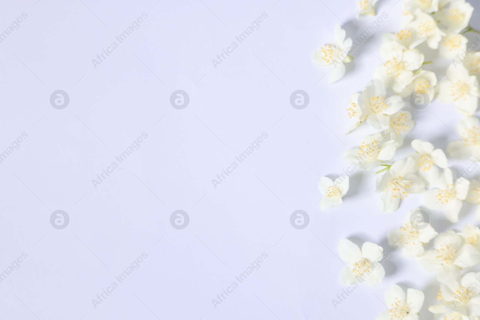 Photo of Beautiful jasmine flowers on white background, flat lay. Space for text