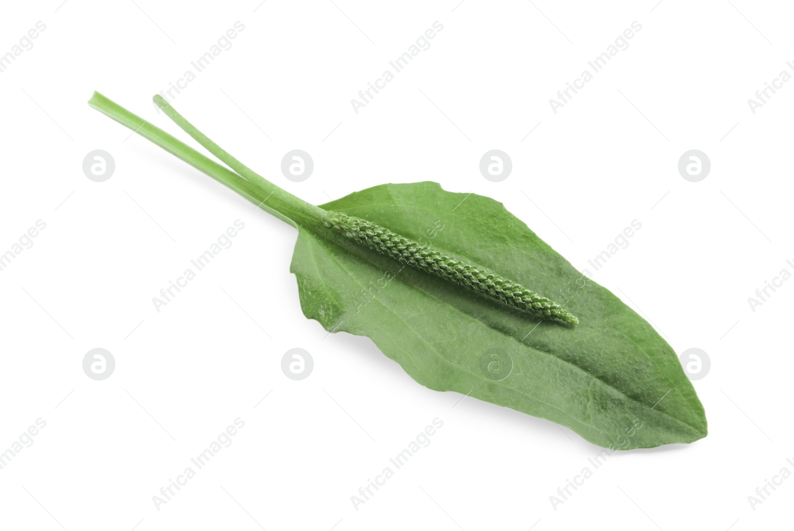 Photo of Green broadleaf plantain leaf and seeds on white background