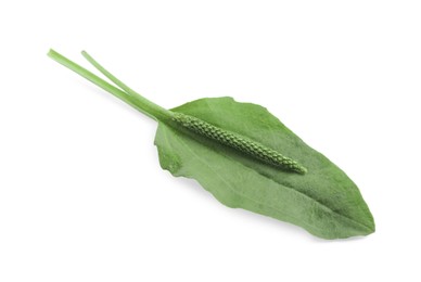 Photo of Green broadleaf plantain leaf and seeds on white background
