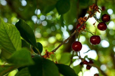 Tree branch with tasty ripe cherries outdoors, closeup