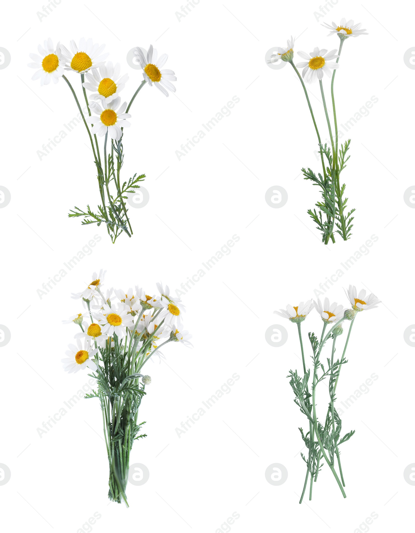 Image of Set of beautiful chamomile flowers on white background 