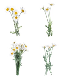 Image of Set of beautiful chamomile flowers on white background 