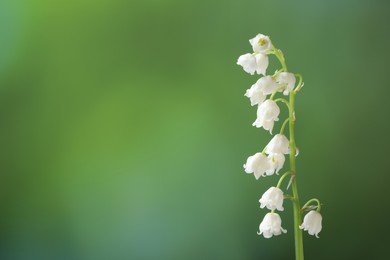 Photo of Beautiful lily of the valley flower on blurred green background, closeup. Space for text