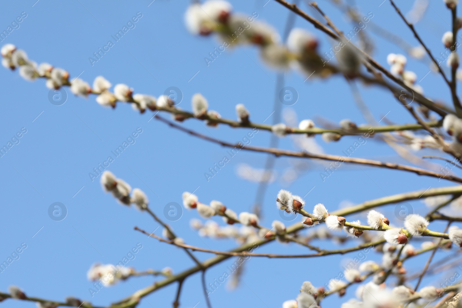 Photo of Beautiful pussy willow branches with flowering catkins against blue sky