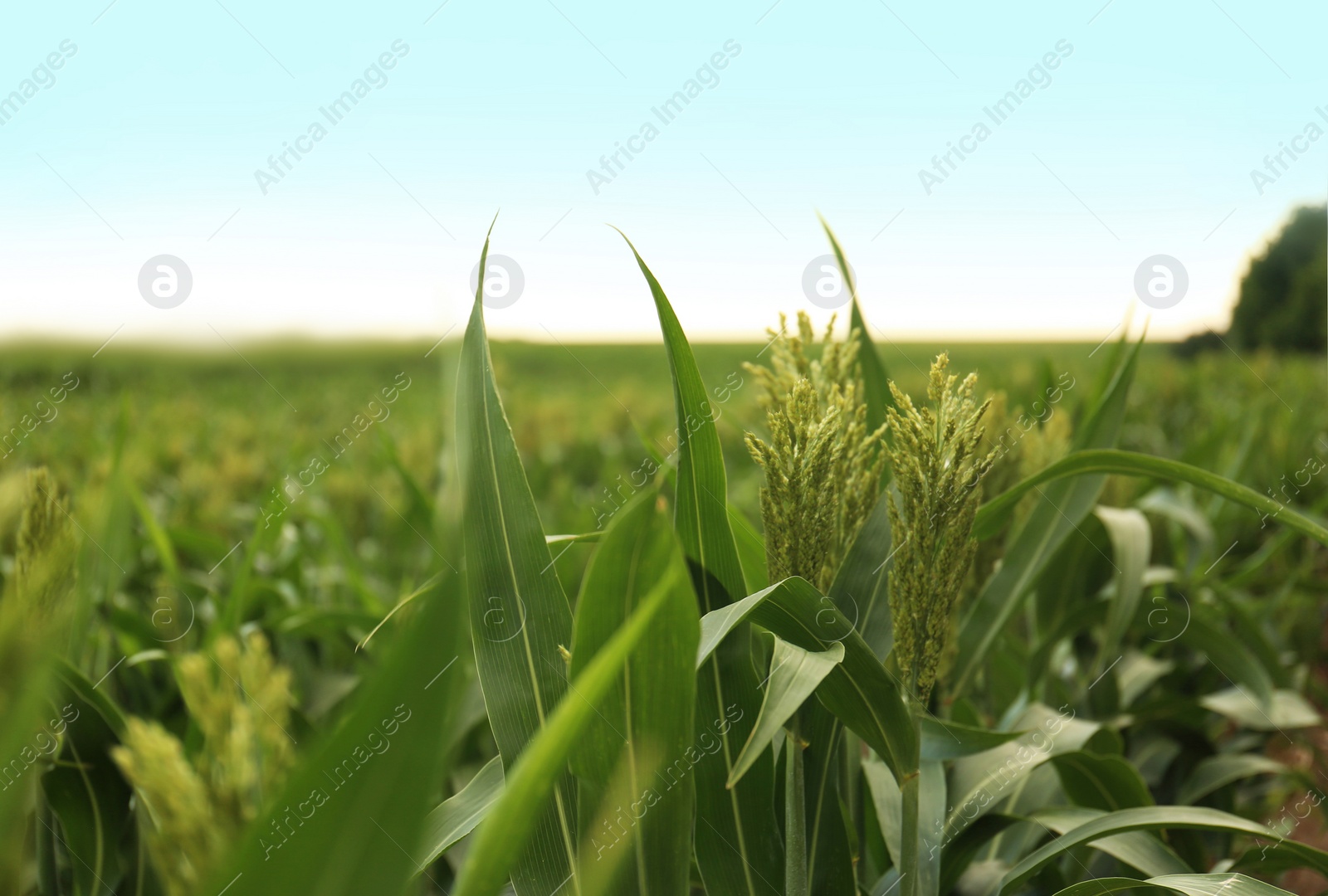 Photo of Green corn plants growing on field, space for text. Organic farming