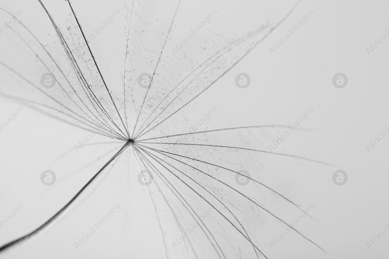 Photo of Dandelion seed on grey background, close up. Black and white effect