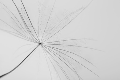 Photo of Dandelion seed on grey background, close up. Black and white effect