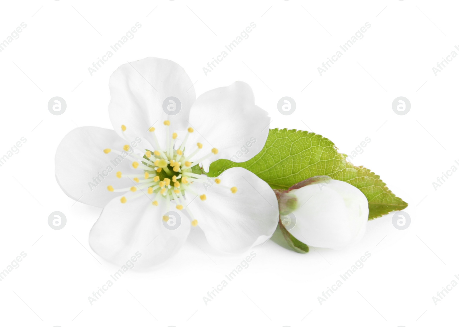 Photo of Beautiful tree blossom isolated on white. Spring season