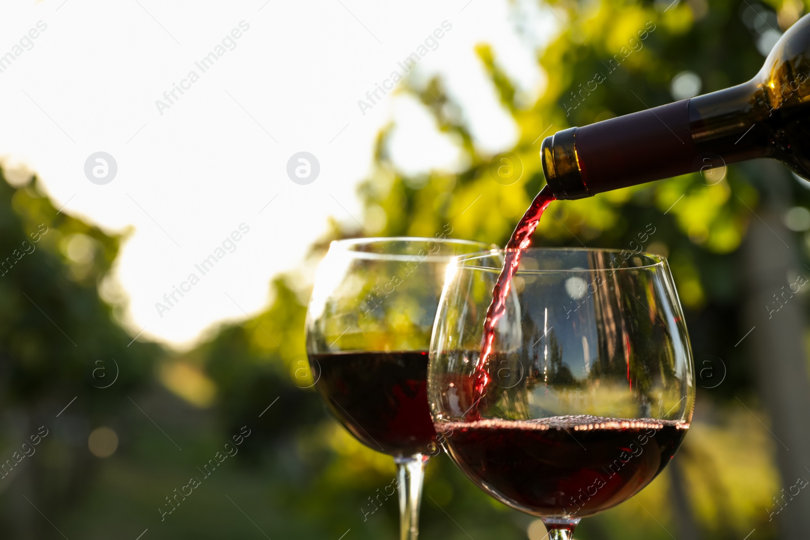 Photo of Pouring wine from bottle into glass in vineyard, closeup