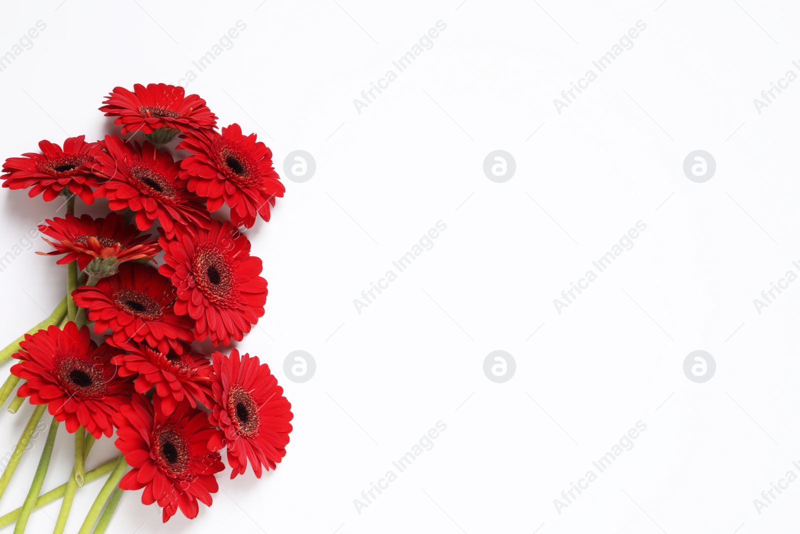 Photo of Beautiful bright red gerbera flowers on white background, top view