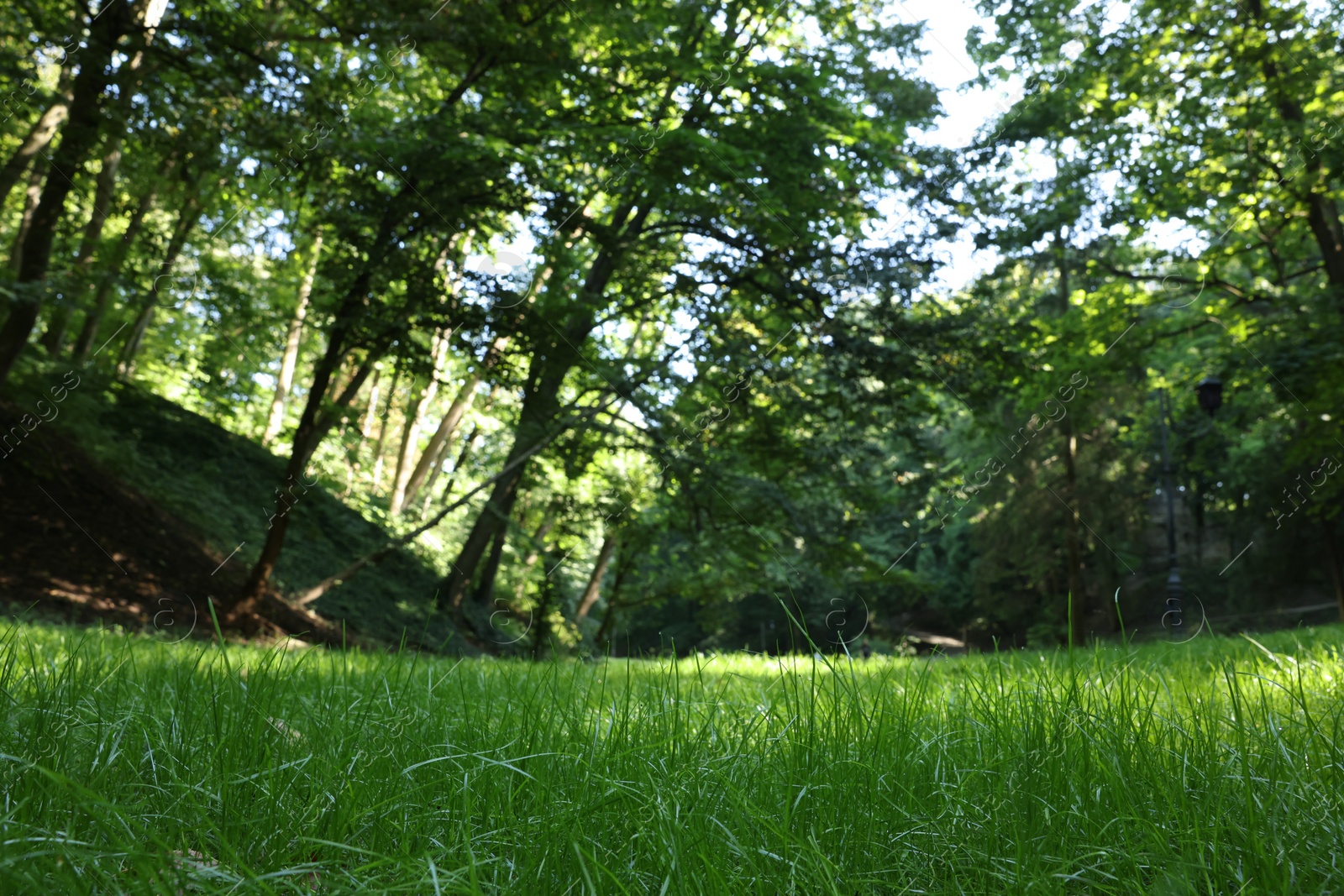 Photo of Beautiful lawn with fresh green grass among trees on sunny day, low angle view