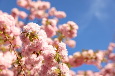 Beautiful blossoming sakura tree with pink flowers against blue sky, space for text. Spring season
