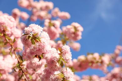 Photo of Beautiful blossoming sakura tree with pink flowers against blue sky, space for text. Spring season