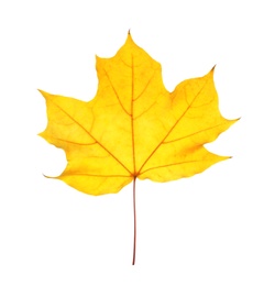 Photo of Beautiful autumn leaf on white background. Fall foliage