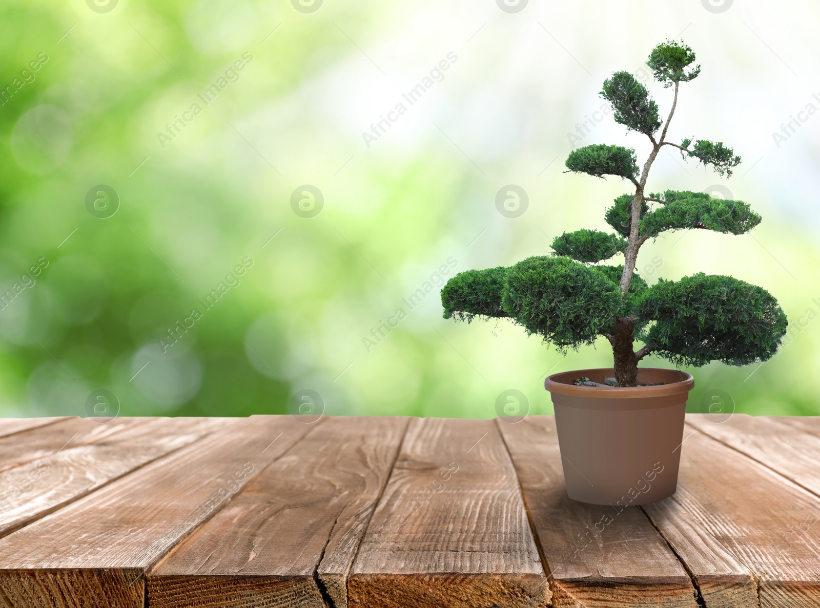 Image of Beautiful bonsai tree in pot on wooden table outdoors. Space for text