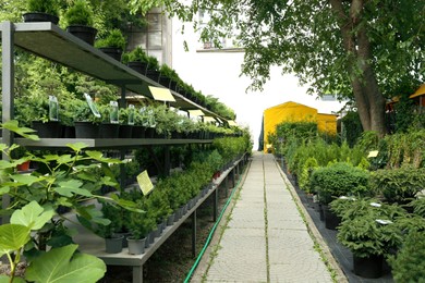 Photo of Many beautiful plants at garden sale outdoors