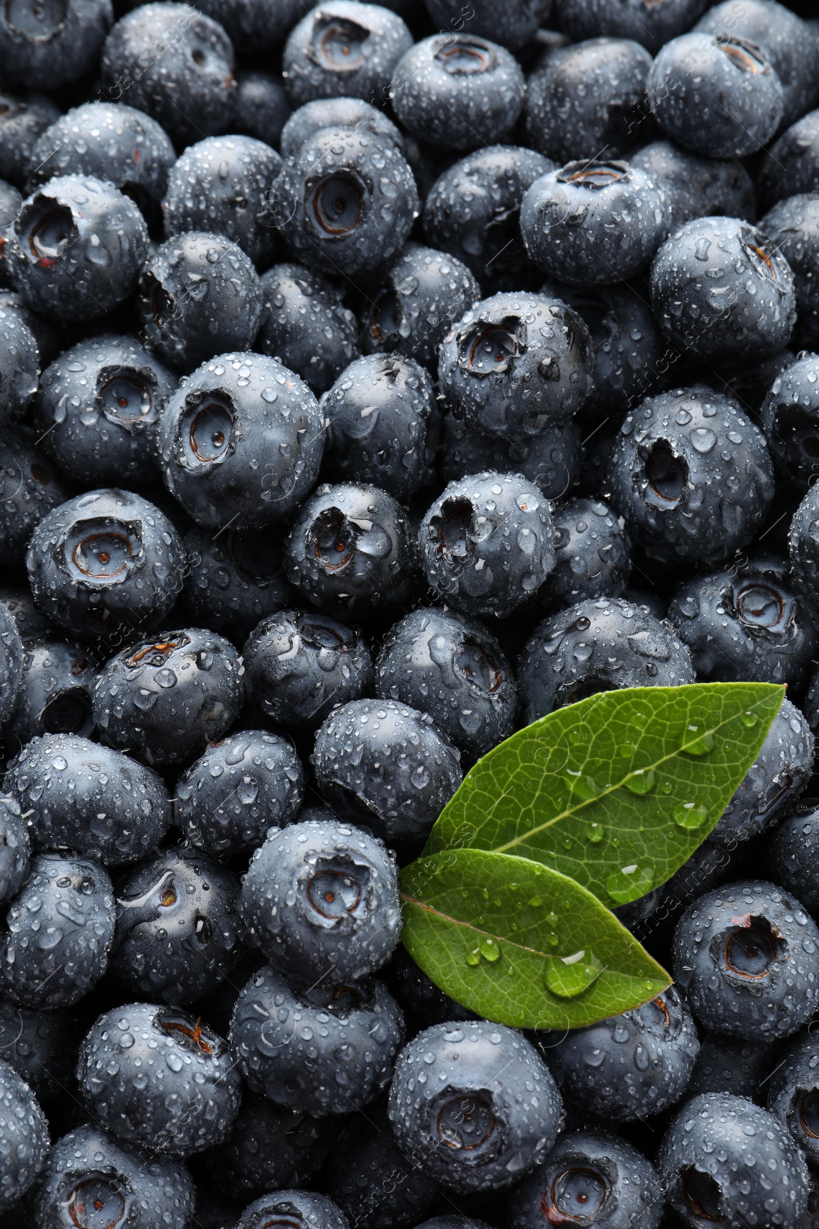 Photo of Wet fresh blueberries with green leaves as background, top view