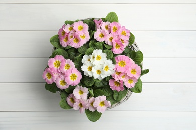 Photo of Beautiful primula (primrose) flowers in wicker basket on white wooden table, top view. Spring blossom