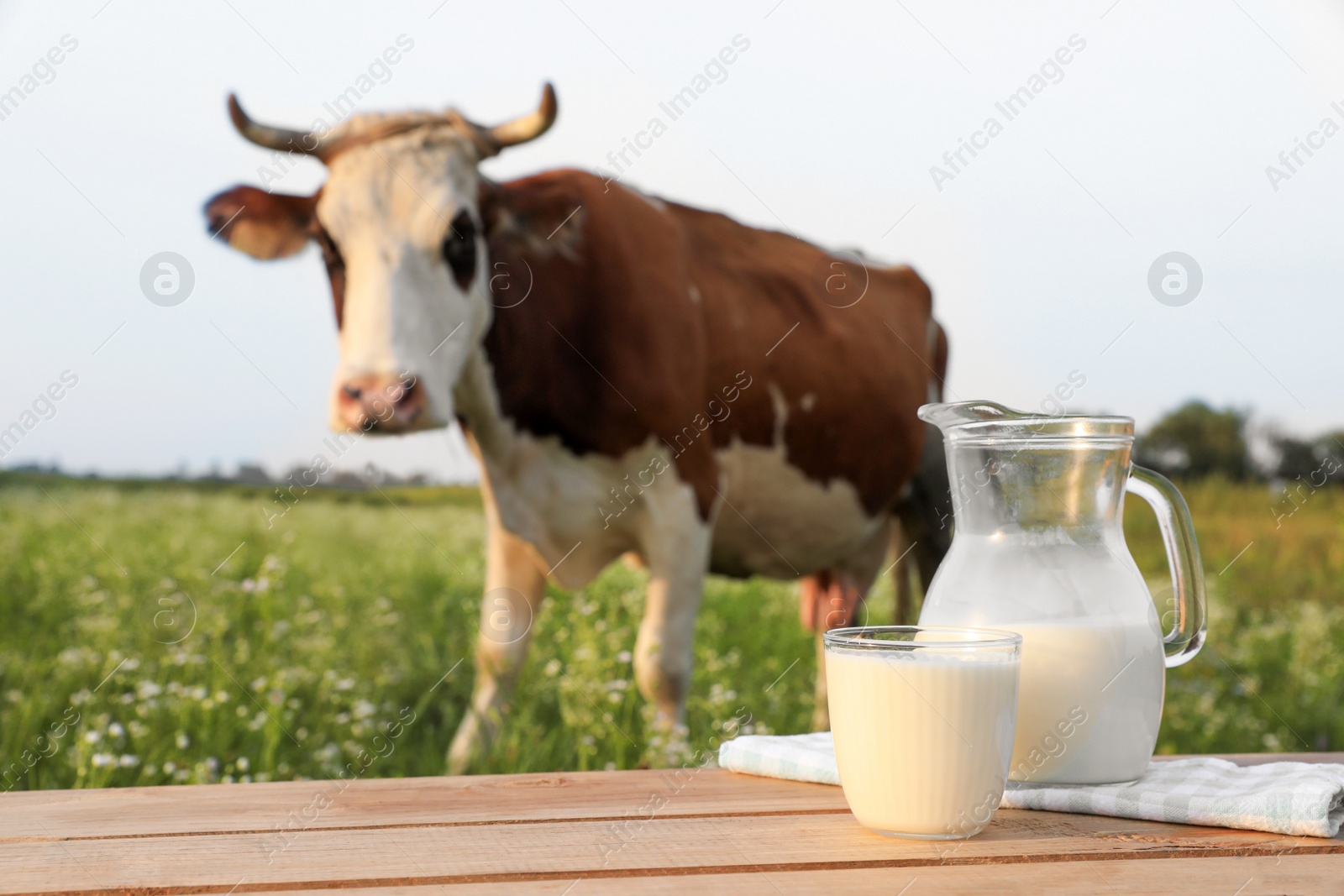 Photo of Glass with jug of milk on wooden table and cow grazing in meadow