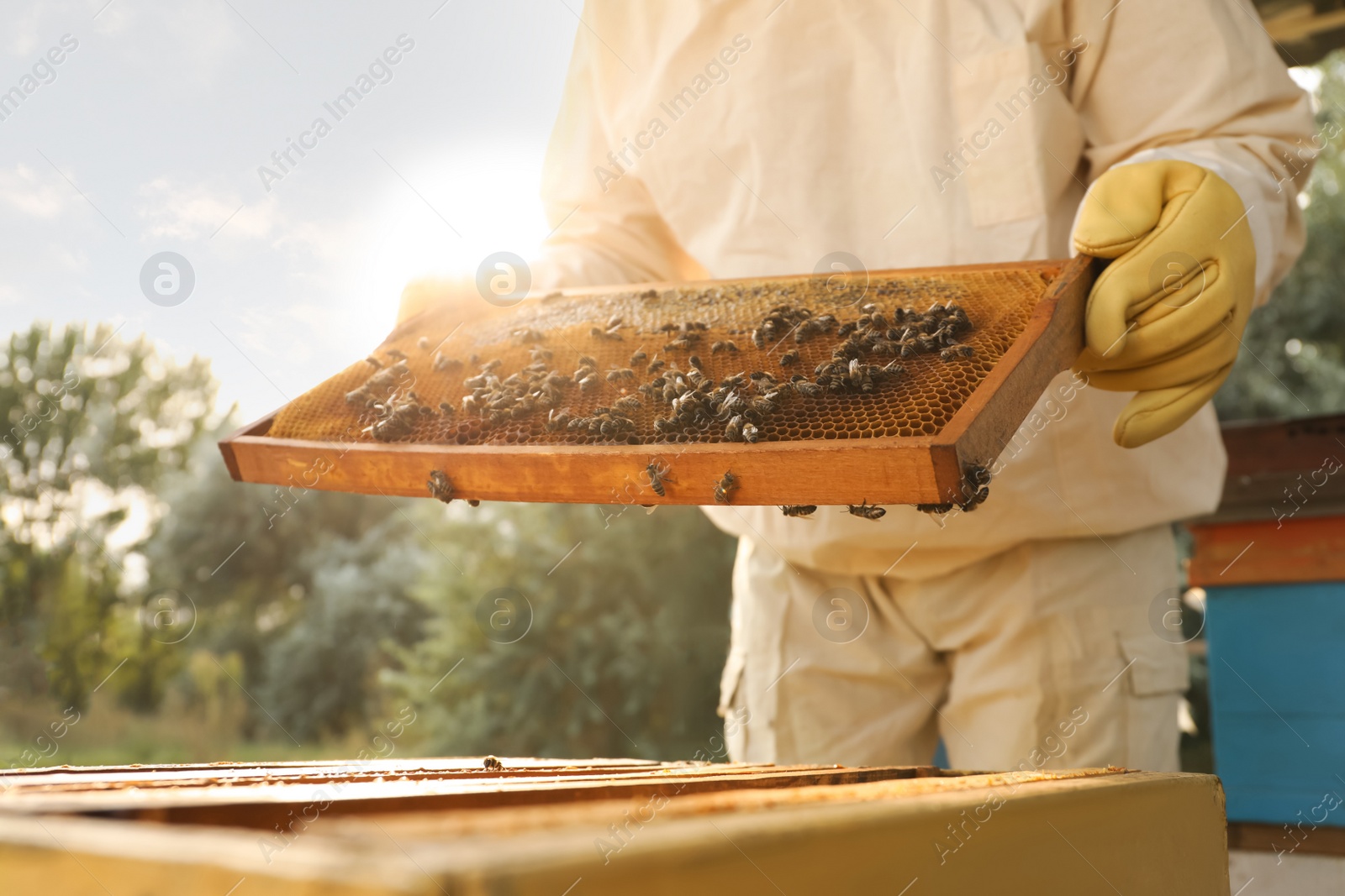 Photo of Beekeeper in uniform with honey frame at apiary, closeup