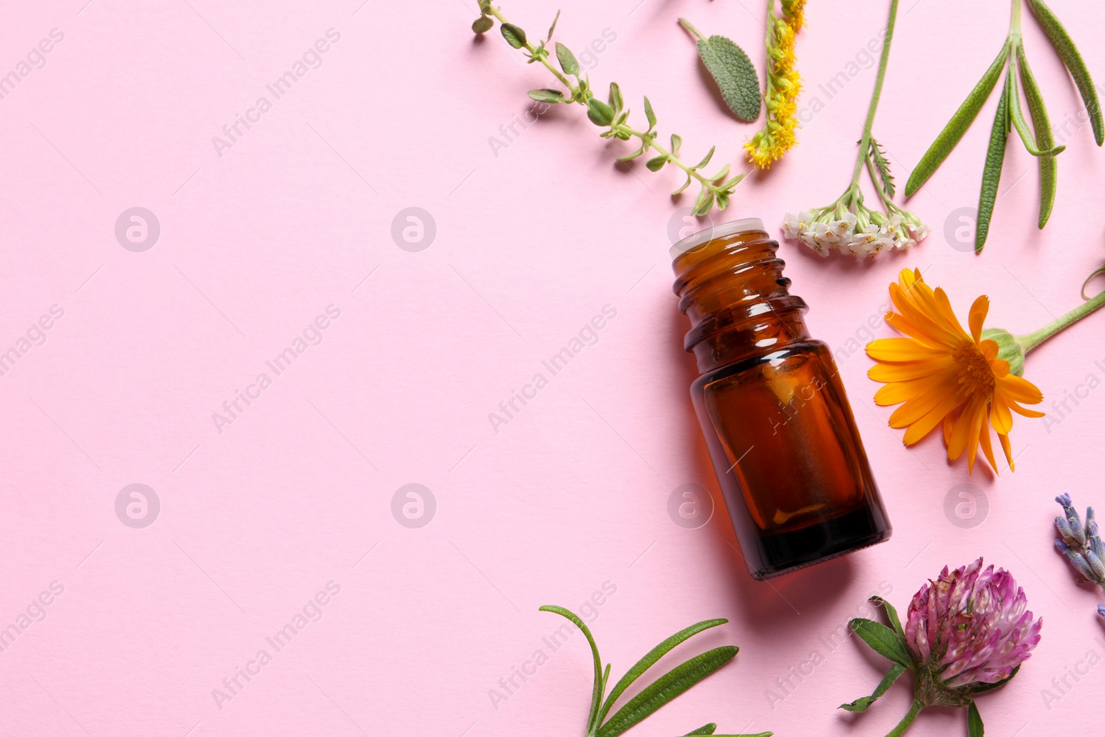 Photo of Bottle of essential oil, different herbs and flowers on pink background, flat lay. Space for text