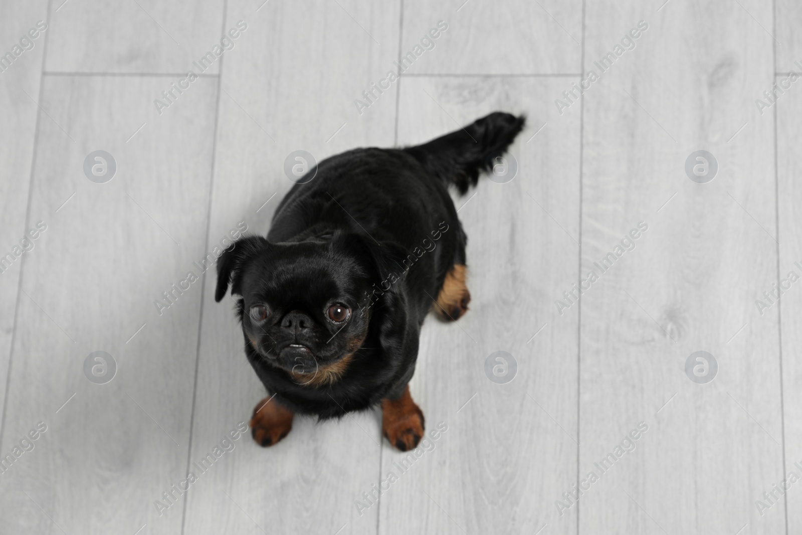 Photo of Adorable black Petit Brabancon dog sitting on wooden floor, above view