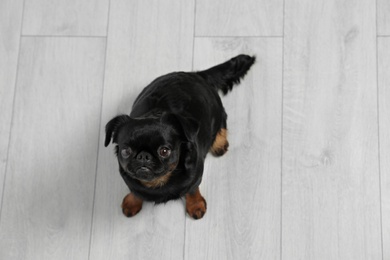 Adorable black Petit Brabancon dog sitting on wooden floor, above view