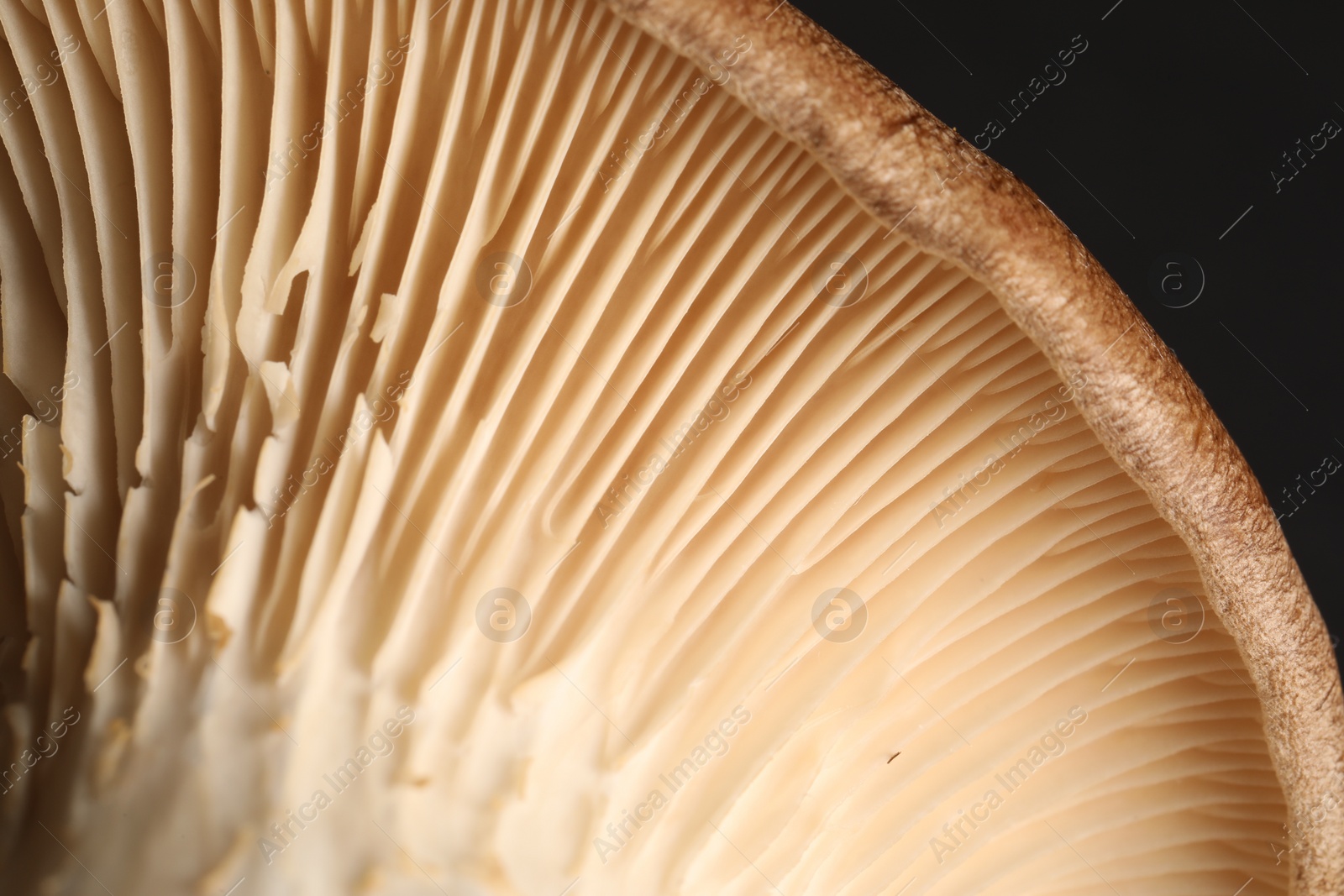 Photo of Macro photo of oyster mushroom on black background