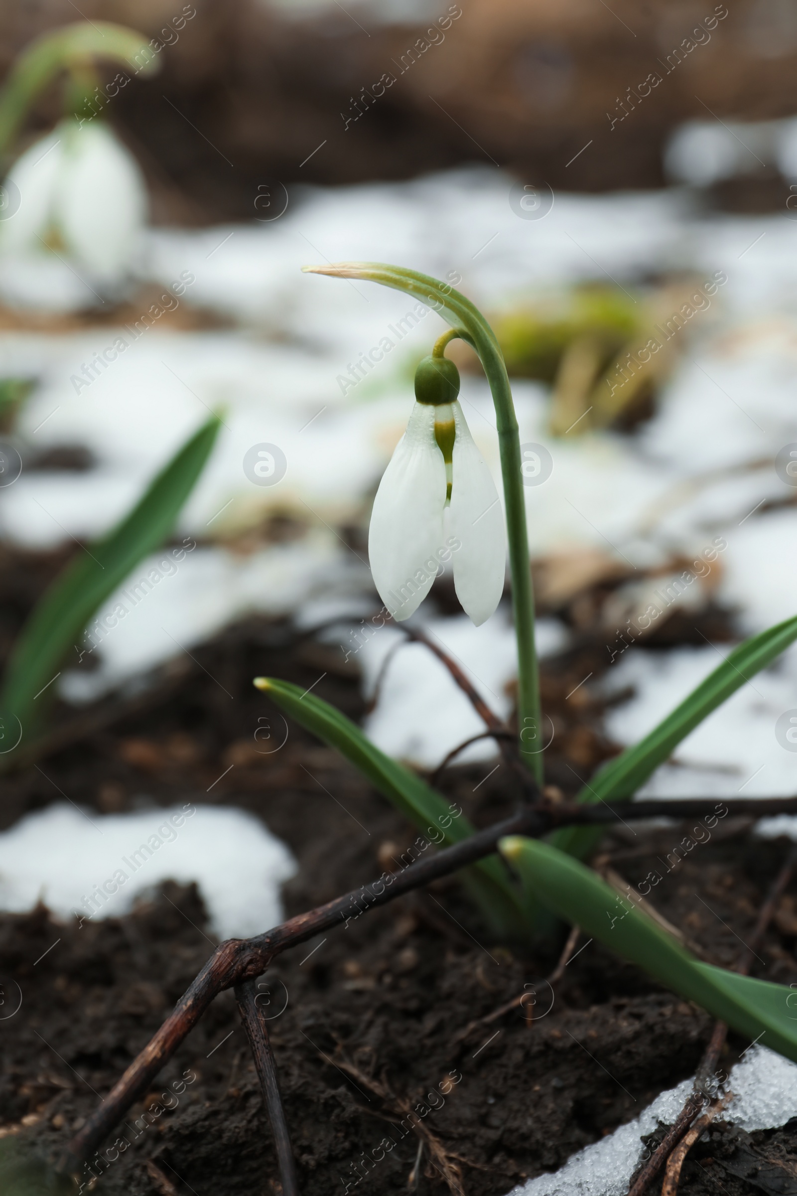 Photo of Beautiful blooming snowdrops growing outdoors. Spring flowers