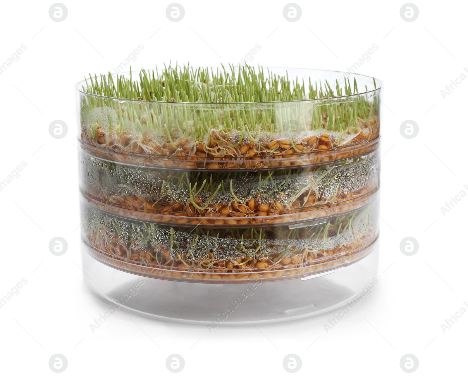 Photo of Fresh wheat grass in sprouter on white background