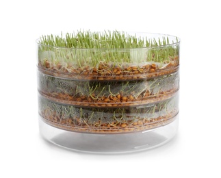 Photo of Fresh wheat grass in sprouter on white background