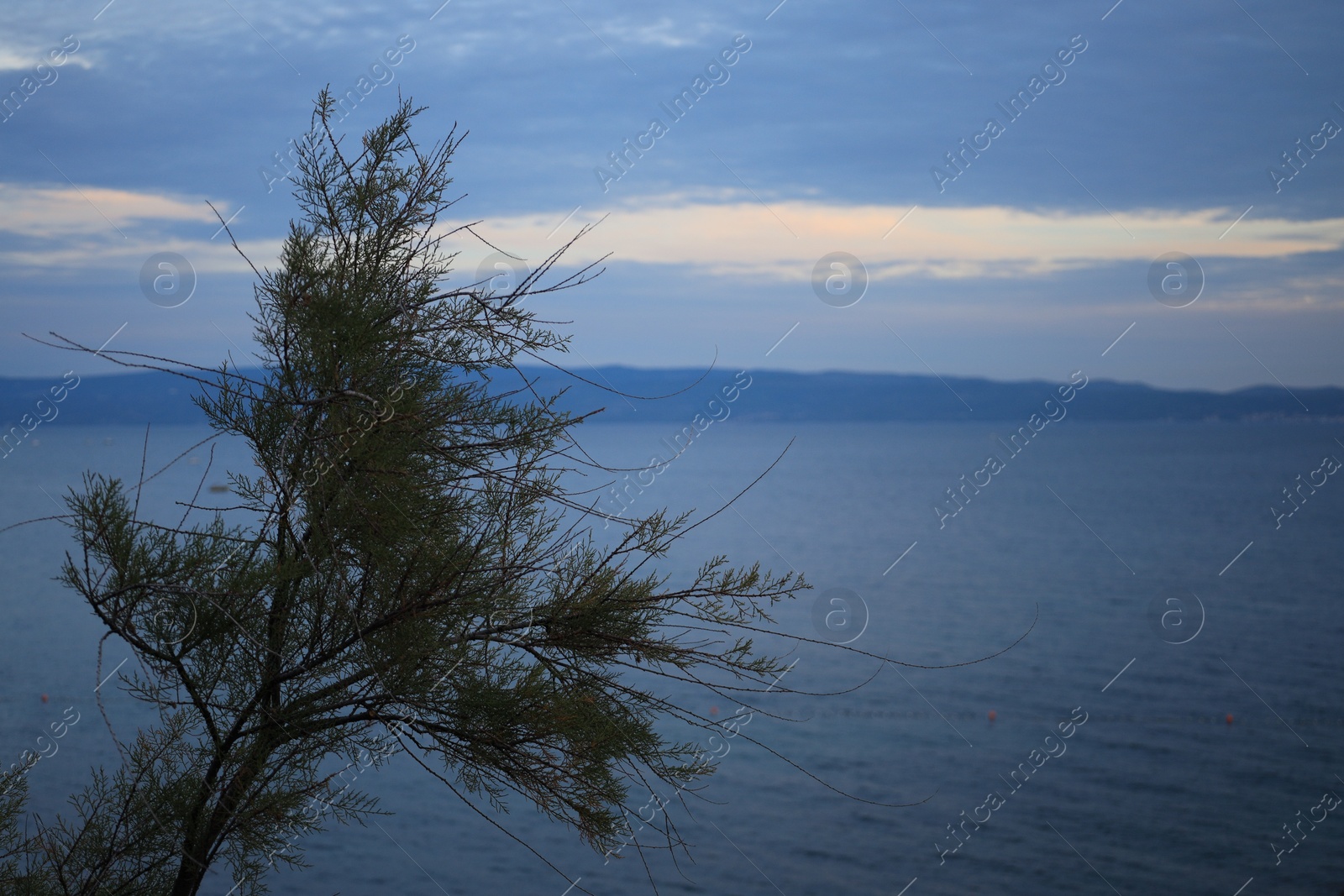 Photo of One tree growing near sea under cloudy sky