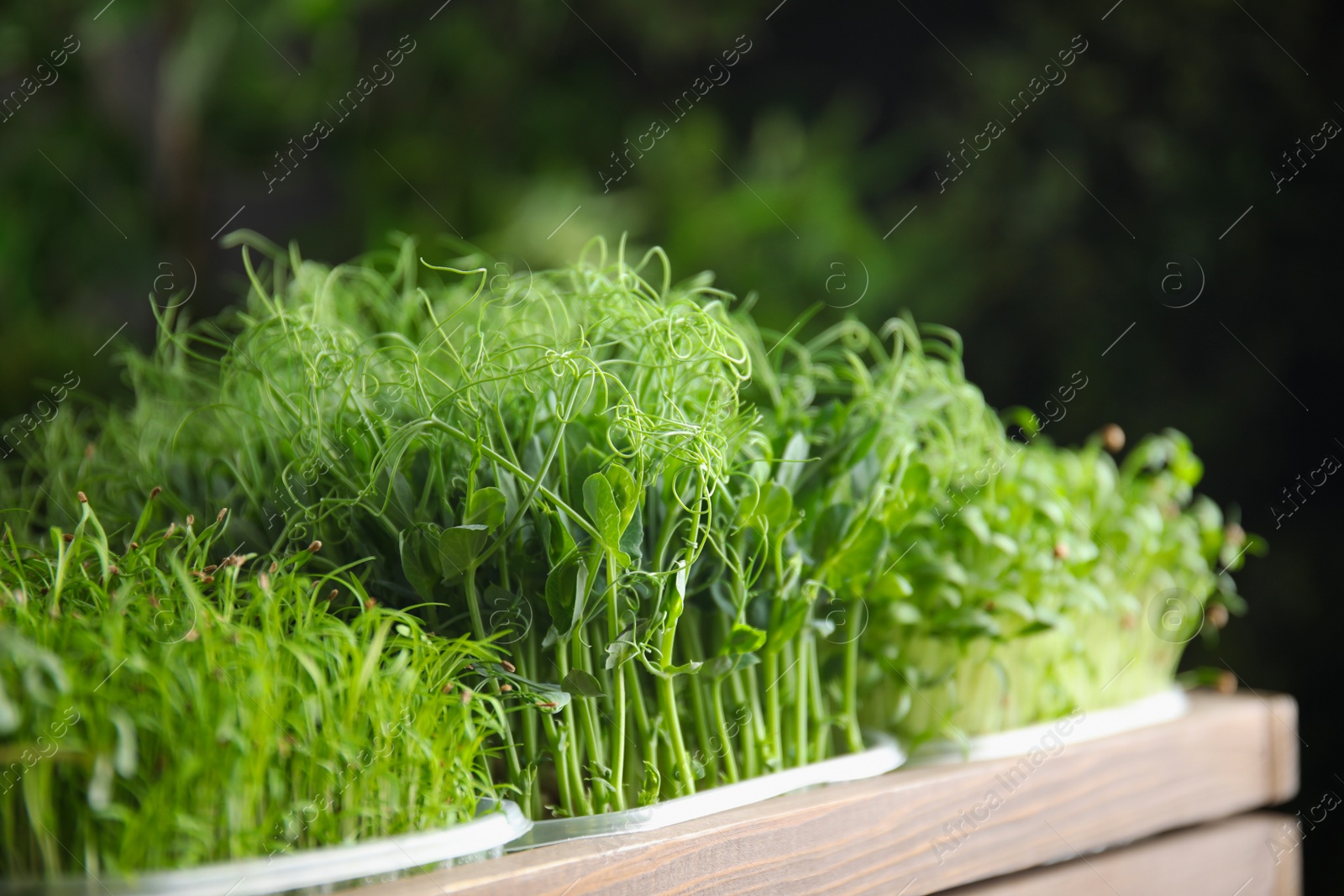 Photo of Fresh organic microgreens in wooden crate, closeup