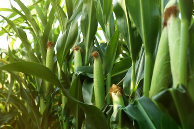 Ripe corn cobs in field on sunny day