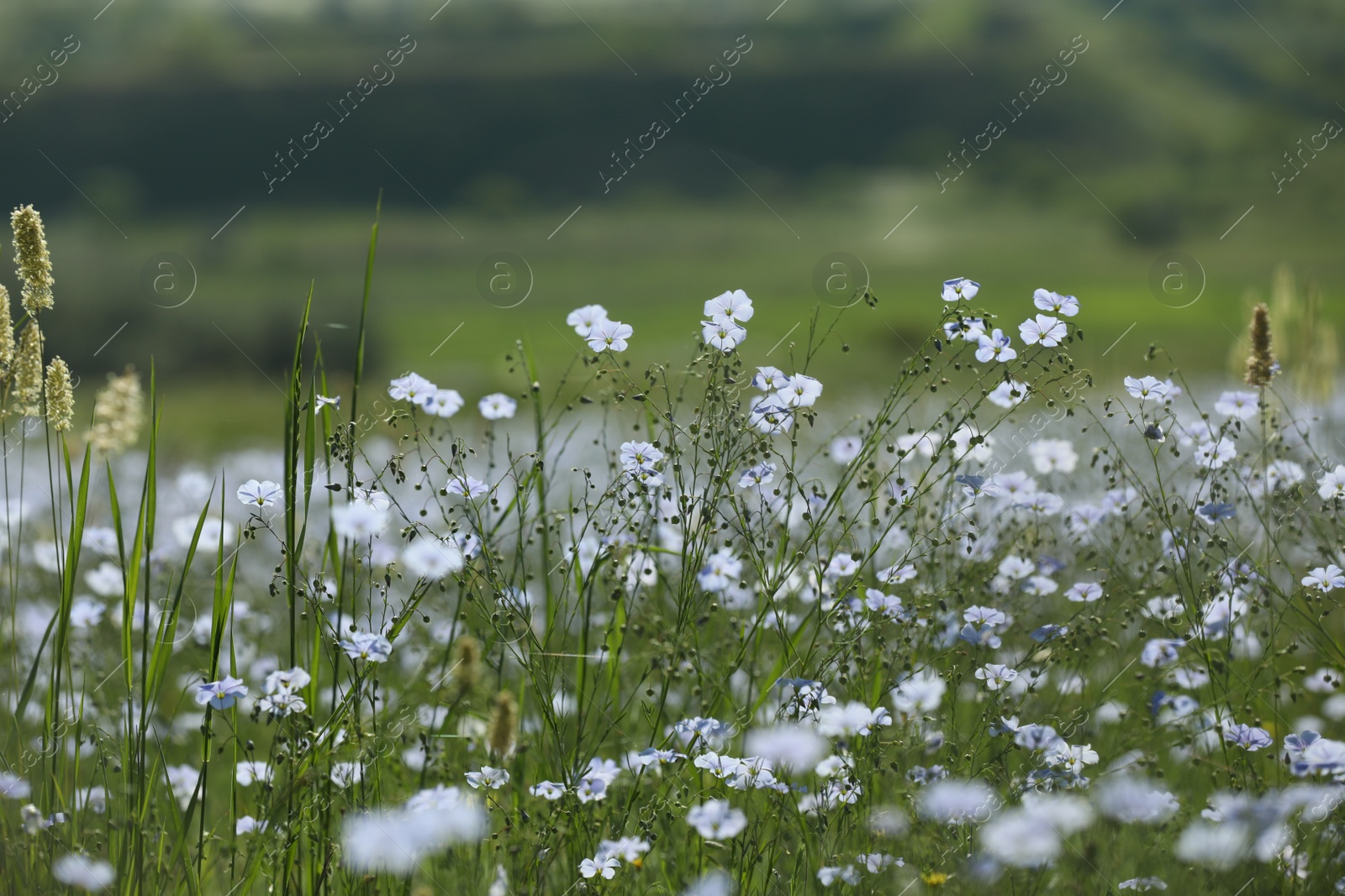 Photo of Picturesque view of beautiful blooming flax field