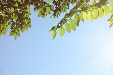 Photo of Tree branches with green leaves against blue sky on sunny day