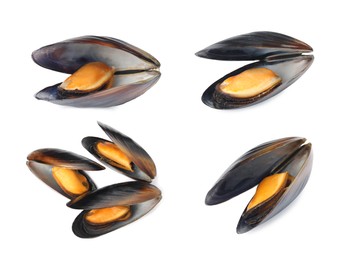 Image of Set with tasty cooked mussels on white background